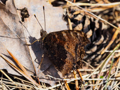 Nymphalis xanthomelas