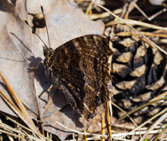 Nymphalis xanthomelas