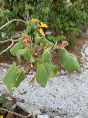 Uncarina grandidieri