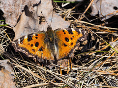 Nymphalis xanthomelas
