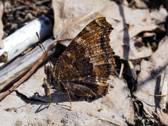 Nymphalis xanthomelas