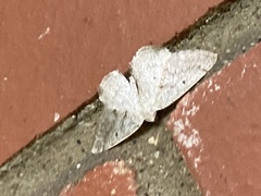 Lomographa glomeraria