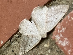 Lomographa glomeraria