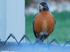 Turdus migratorius