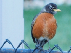 Turdus migratorius