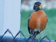 Turdus migratorius
