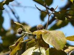 Mitragyna parvifolia
