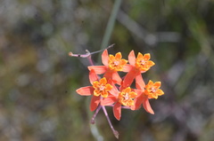 Asclepias lanceolata