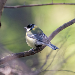 Parus major