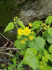 Sinosenecio oldhamianus
