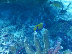 Pomacanthus navarchus