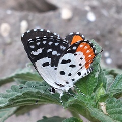 Talicada nyseus nyseus