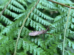 Epidaus sexspinus