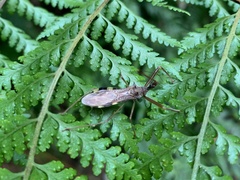 Epidaus sexspinus