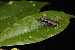 Odontocheila cayennensis