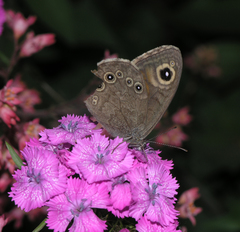 Lasiommata petropolitana