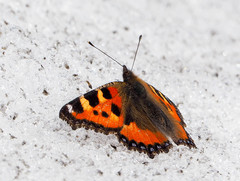 Aglais urticae
