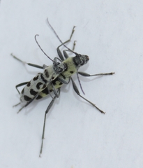 Chlorophorus herbstii