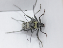 Chlorophorus herbstii