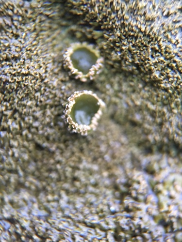 Melanelia panniformis image