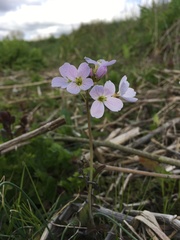 Cardamine pratensis