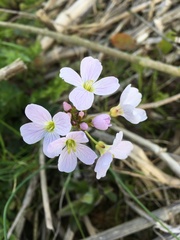 Cardamine pratensis