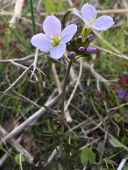 Cardamine pratensis