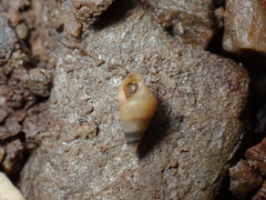 Peringia ulvae