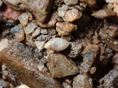 Leucophytia bidentata