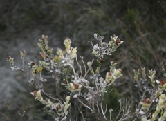 Oedera spathulifolia