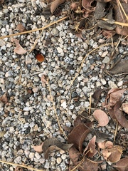 Dasymutilla magnifica