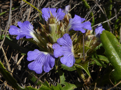 Blepharis subvolubilis