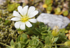 Cerastium uniflorum