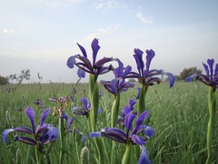 Iris reichenbachiana