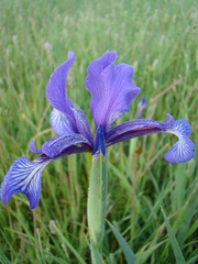 Iris reichenbachiana