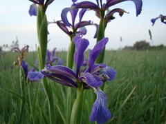 Iris reichenbachiana