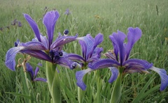 Iris reichenbachiana
