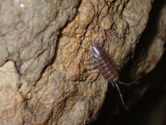 Halophiloscia couchii