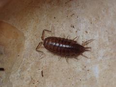 Halophiloscia couchii