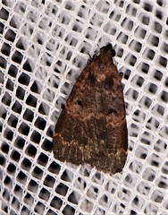 Hydrillodes funestalis