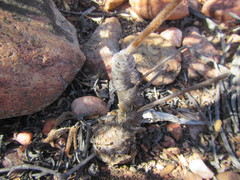 Tylecodon leucothrix