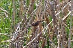 Sinosuthora webbiana