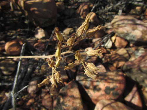 Image of Tylecodon leucothrix by (c) douglaseustonbrown, some rights reserved (CC BY-SA)