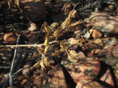 Tylecodon leucothrix