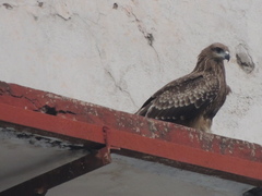 Milvus migrans