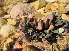 Cerochlamys pachyphylla