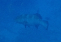 Plectropomus areolatus