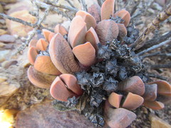 Cerochlamys pachyphylla