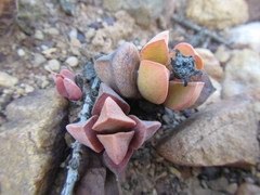 Cerochlamys pachyphylla