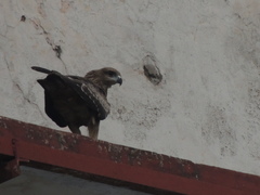 Milvus migrans